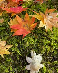 矢沢心『東京も紅葉でイロトリドリとなってきました』