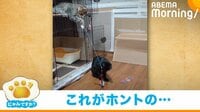 【映像】猫じゃらしを操るネコ!? 見事に仲間を動かす“衝撃の光景”が話題