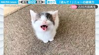 保護猫が“ニャ～”、反則級の可愛さが「無限ループしてしまう…」「見つめないで」ネットで話題 【ABEMA TIMES】