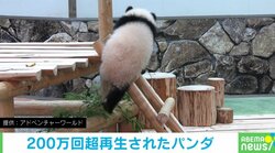 200万再生超え！ パンダの赤ちゃんが見せた斬新すぎる“はしご下り”
