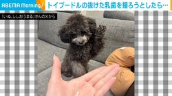 「飼い主が手を出したらお手だ！」抜けた歯を撮ろうとしたときの犬の“可愛い勘違い”にほっこり