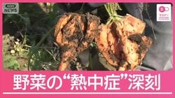 5月後半から顕著な高温の可能性「暑くなるスピード早い」野菜の“熱中症”も深刻