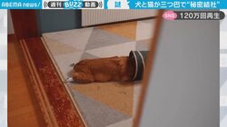 犬猫3匹がペット用トンネルで“秘密会議”!? ユニークな光景に「どうやってこんな風になる？」「何をしても癒やされる」反響続々