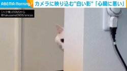 「心臓に悪いッ」柱の陰からゆっくり覗き込む猫の“愛くるしい”姿に「怖かわいい」「タイミングを探ってた？」と話題
