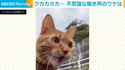 「クカカカカ！！」不思議な鳴き声を出す猫 ハンター化した姿に飼い主「かわいいと思いながらもおかしくて」