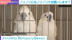 “陽キャ”オウム2羽が縦ノリダンス→突然の飼い主襲撃！一部始終に「どこのライブ会場だよｗ」「もう笑うしかない」と反響続々