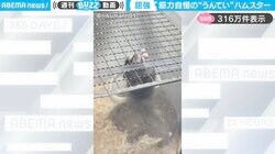 ハムスター版SASUKE！？金網で“うんてい”する驚きの身体能力に「俺より筋力ある」「出場できそうw」と話題沸騰