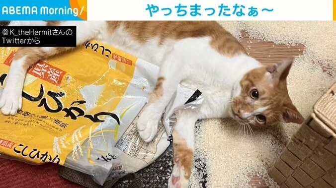 お米をぶちまけるも“素知らぬ顔”の猫 飼い主をフリーズさせた悲劇に「やっちまったなあ」「全米が泣いた」と反響 1枚目