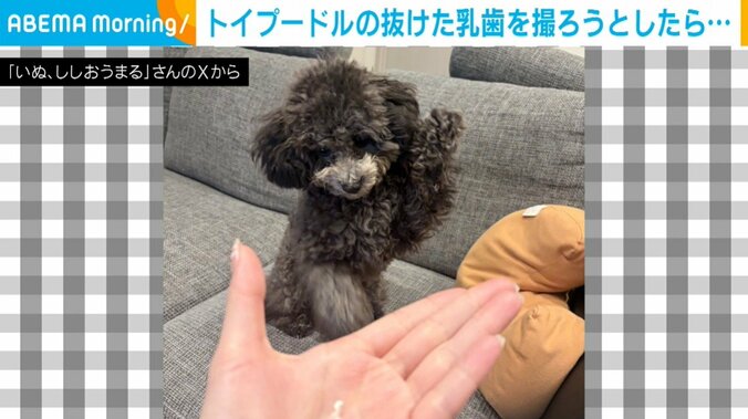 トイプードルのししおうまるくん（7カ月）