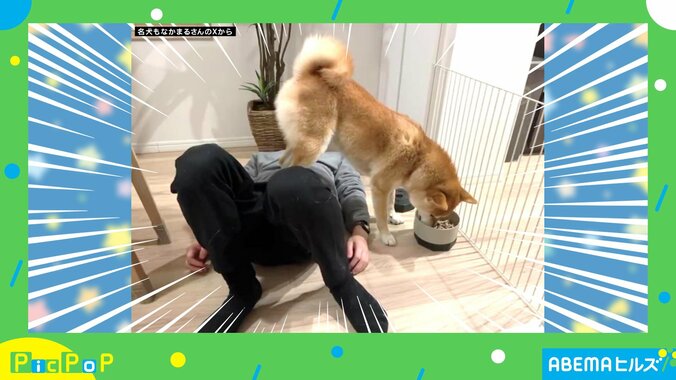 柴犬のもなかまるちゃん（1歳）