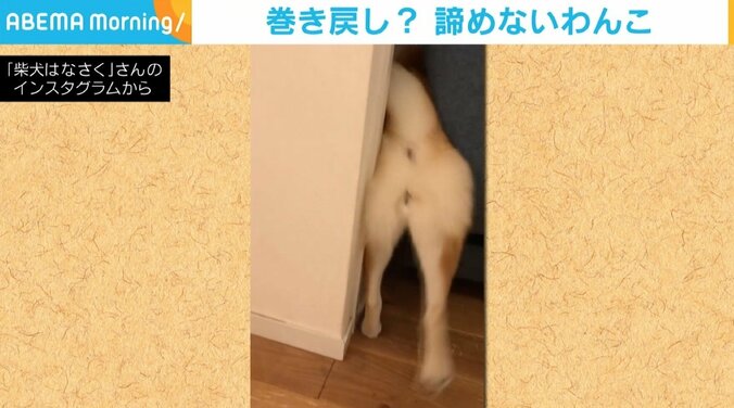 「巻き戻したのかと思った」 ソファ裏の隙間に突入、おしりから出てくる柴犬の姿がまるで“逆再生” 1枚目