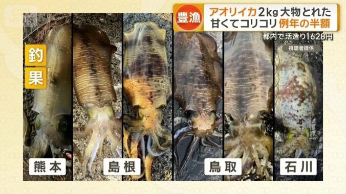 釣果の報告が相次ぐ