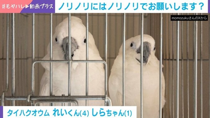 タイハクオウムのれいくん（4）としらちゃん（1）