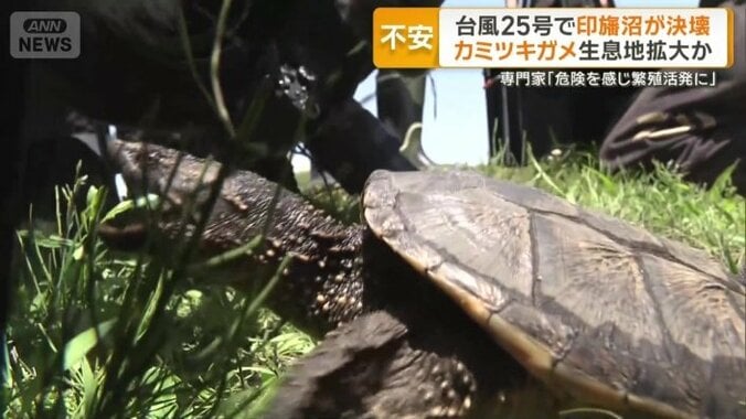 特定外来生物のカミツキガメ