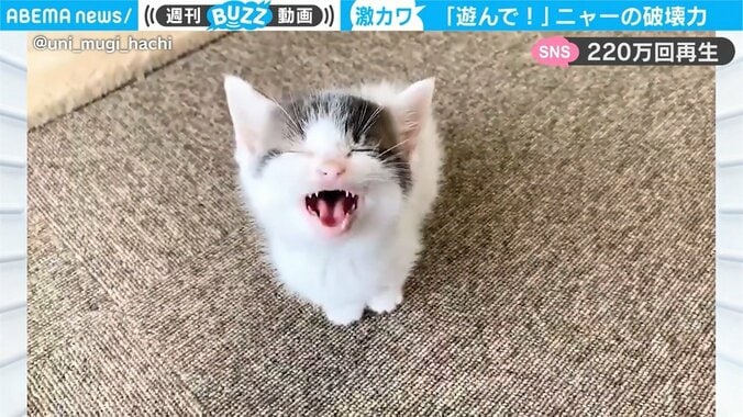 保護猫が“ニャ～”、反則級の可愛さが「無限ループしてしまう…」「見つめないで」ネットで話題 1枚目