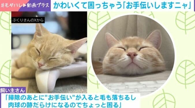 子猫のミクくん