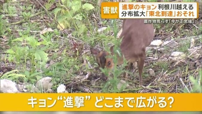 キョンの進撃がさらに続く恐れ
