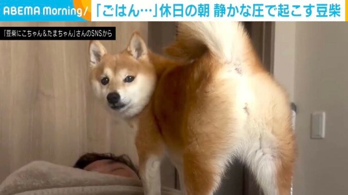 豆柴のにこちゃん