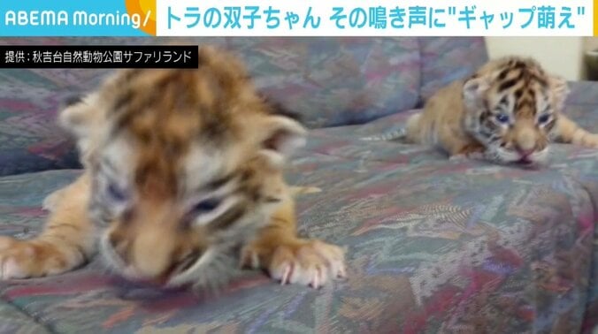 飼い猫も振り返る？ 赤ちゃんトラの“ダミ声”に驚く声 反響に担当者「びっくり」 1枚目