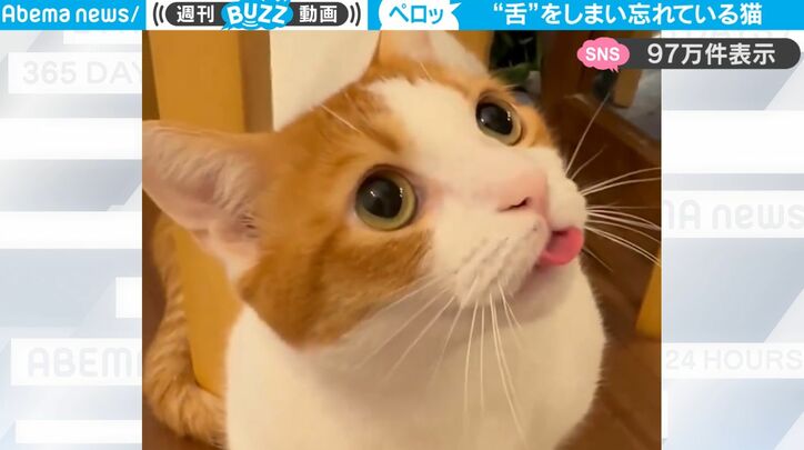 【写真・画像】モフモフの渋滞…猫たちがストーブの前で完全にとろけてる映像がただただ癒されると話題に　1枚目