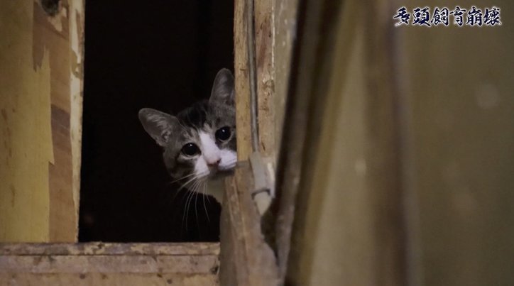 「2匹の猫が30匹に…」社会的孤立、高齢化、貧困問題が生む“多頭飼育崩壊”の現実