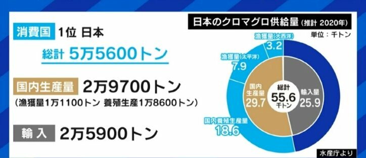 せっかく獲れたクロマグロを海に戻さなければならない現実…専門家「漁獲量の安定のため、今はまだ我慢しなければならない」