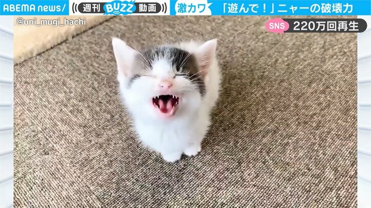 保護猫が“ニャ～”、反則級の可愛さが「無限ループしてしまう…」「見つめないで」ネットで話題