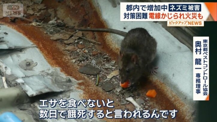 街からネズミを減らす方法は