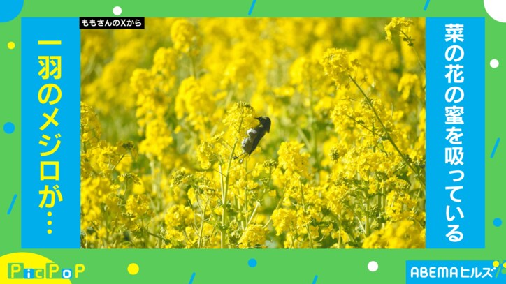 菜の花の蜜を吸うメジロ