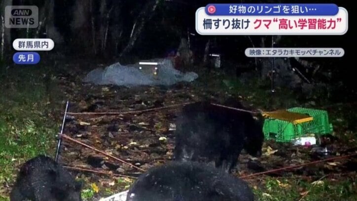 電気柵をすり抜ける母グマ