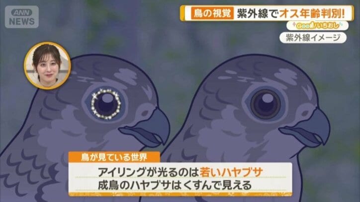 アイリングが光るのは若いハヤブサ
