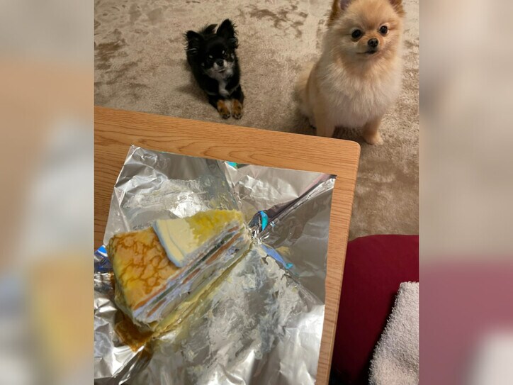 【画像】りぽぽさんの愛犬達