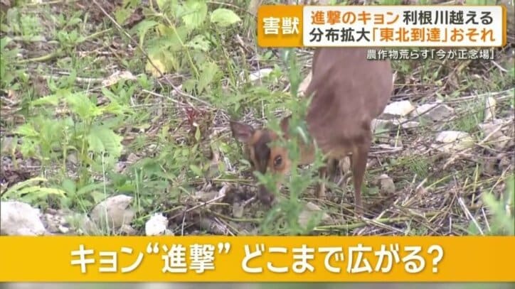 キョンの進撃がさらに続く恐れ
