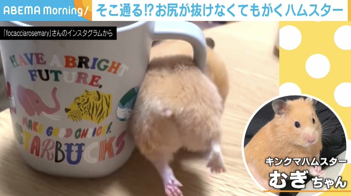 マヌケ・ハム！！！！はむはむ！マヌケマヌケのおマヌケハムスター‎ もっちりはむにぎり | Bleu Bleuet（ブルーブルーエ）公式通販