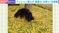 イチョウの木の下で…犬が“ゴロスリ祭り”!? 貴重な姿に「銀杏成分をコーティング？」「テンション爆上がってて可愛いｗ」と反響続々