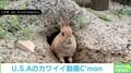 あれ?ない!? ウサギの『掘り起こした土がなかった』時の100点満点リアクションが話題に 「可愛すぎる」「二度見するんだ」