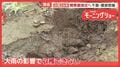 相次ぐ大雨で野菜高騰の恐れも　ニンジン甚大被害　千葉に再び…関東に近づく台風26号