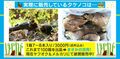 営業自粛となったサバゲ―施設のピンチを救ったのはタケノコ！ある取り組みが話題に