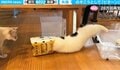 頭ズボッ、身体ピーン…まさかの失態を犯した猫に“冷”視線「踏んだり蹴ったりだニャ」