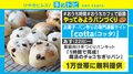 子供でも簡単「手作りパンキット」1万世帯に無料配布 過剰在庫を家庭向けに再パッケージ