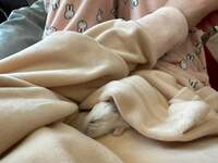 相田翔子『ピノに添い寝』