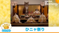 【映像】お内裏様とお雛様の間に挟まる猫