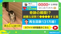 【映像】猫が綺麗な姿勢から顔を沈めていく瞬間