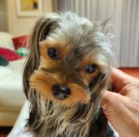 モト冬樹『俺の膝の上で、、』