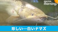 用水路で捕獲した白いナマズが公開
