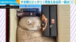 猫はテトリス？すき間に“ピッタリ”L字型で収まる姿に「こんなにジャストフィットなことある？ww」と反響
