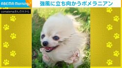 泥んこでもニコニコ! 強風に立ち向かうポメラニアンの姿が話題