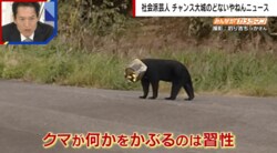 クマのレア映像 一斗缶に頭がすっぽり…　不思議な行動に動物研究科は「クマが何かをかぶるのは習性」　