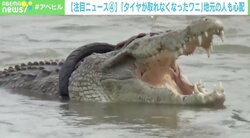 “タイヤが取れなくなったワニ”に地元民も心配 懸賞金かけ“外せる勇者”を募集 インドネシア