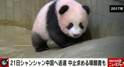 「シャンシャンは孫以上です」なぜ日本人はパンダを“好きすぎる”のか？ 2時間待ち、抽選は当たり前 中国人がツッコミ「ぬいぐるみの方がかわいい」